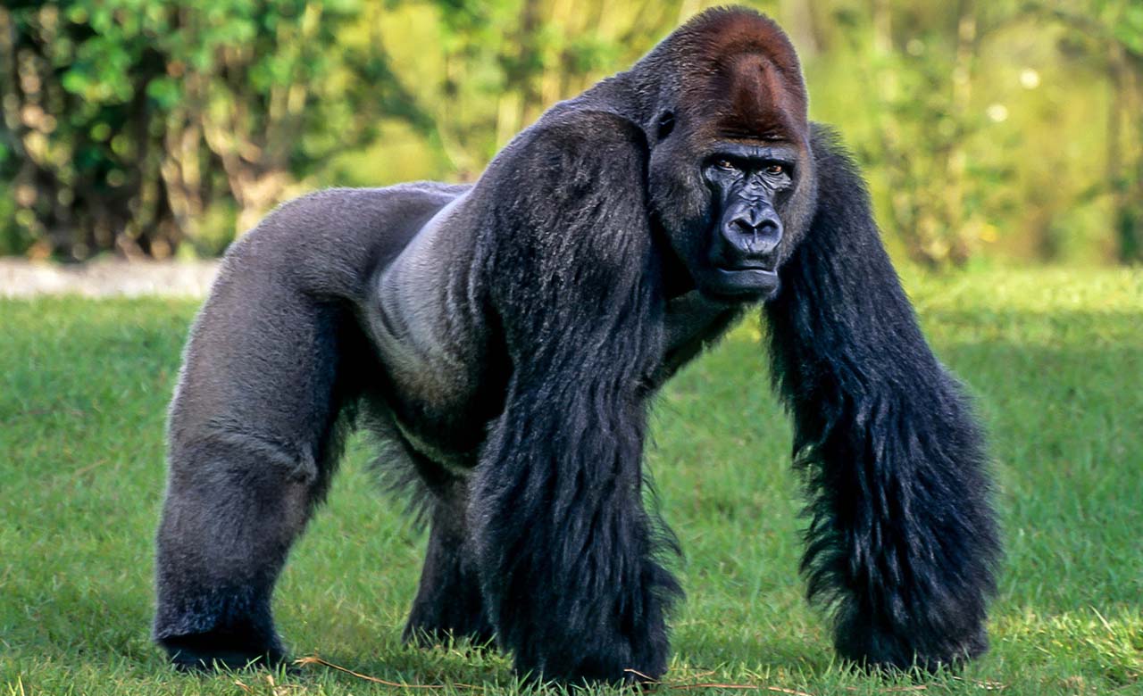 Gorille africain