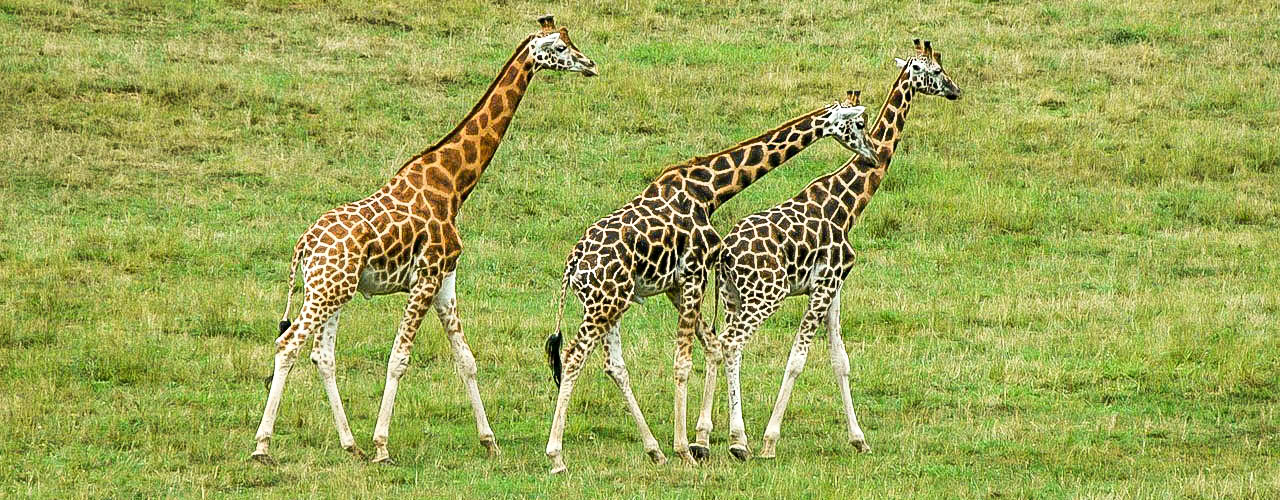 Giraffes
