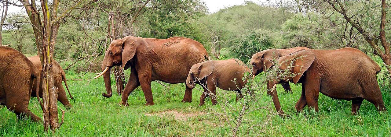 Elephants au Gabon