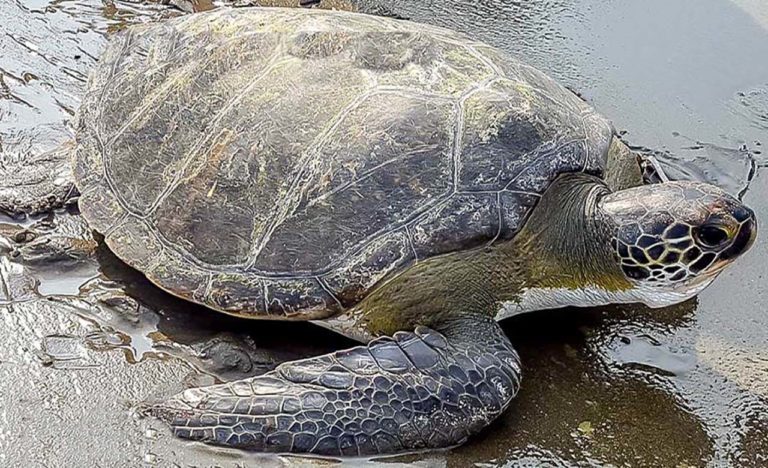 Tortue Luth | Discover Afrika