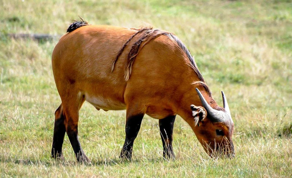 The African forest buffalo | Discover Afrika