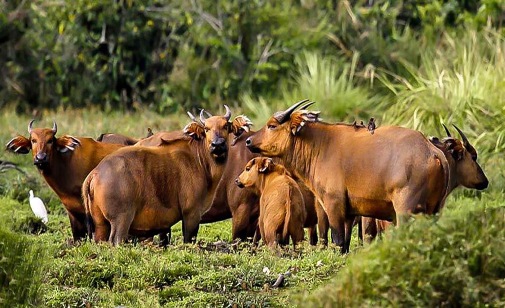 The African forest buffalo | Discover Afrika