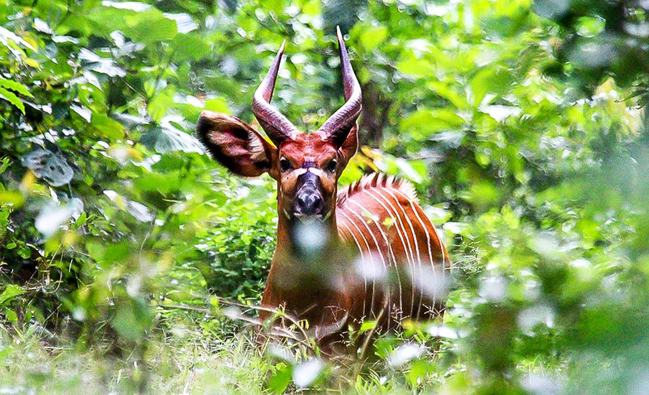 Bongo en foret