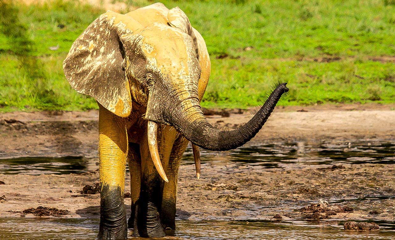 elephant de foret