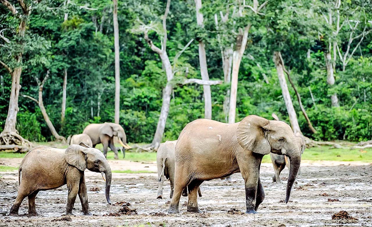 Elephant de forêt