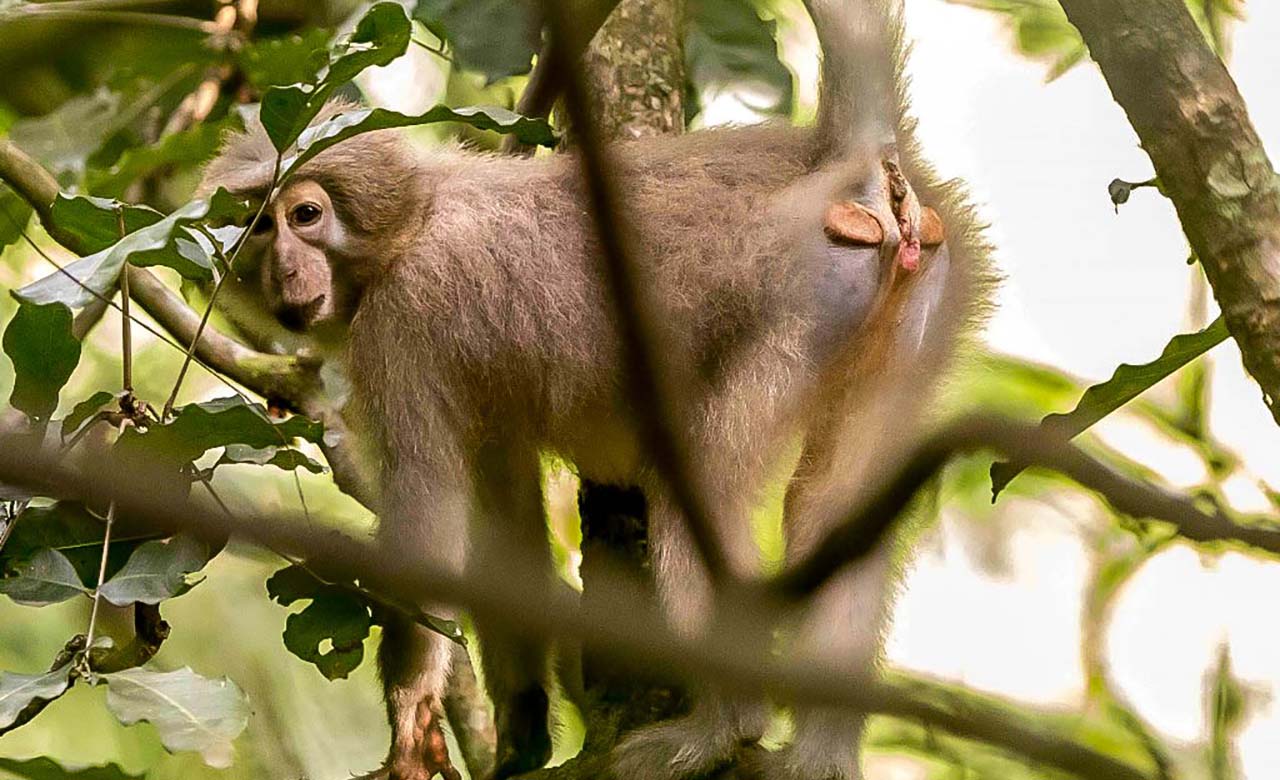 Mangabey