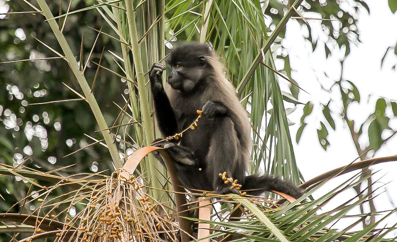 Le Mangabey