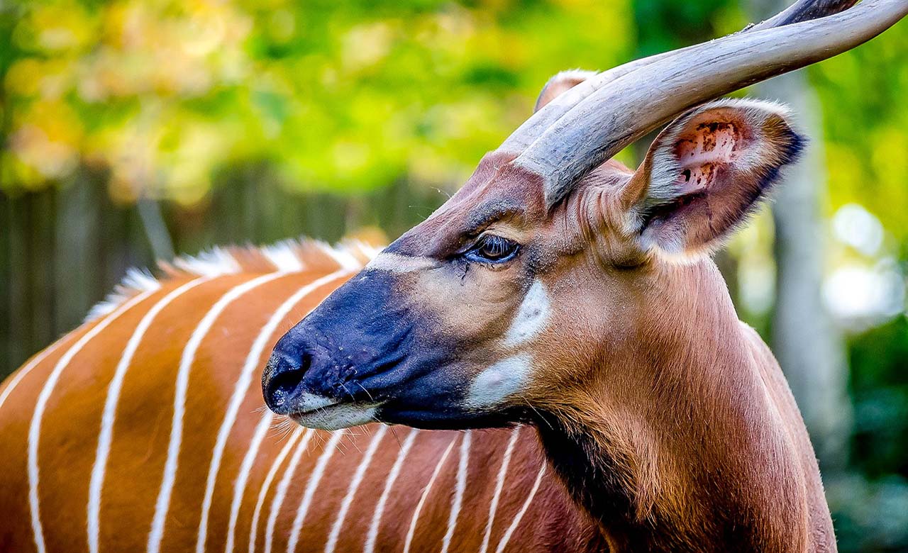 Afrykańskie leśne Bongo | Odkryj AfrykęAfrykańskie leśne Bongo | Odkryj Afrykę  