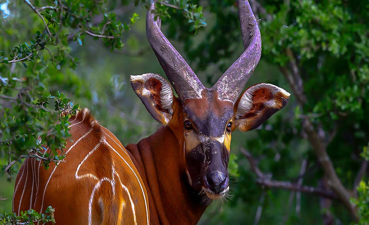 The African Forest Bongo | Discover Afrika