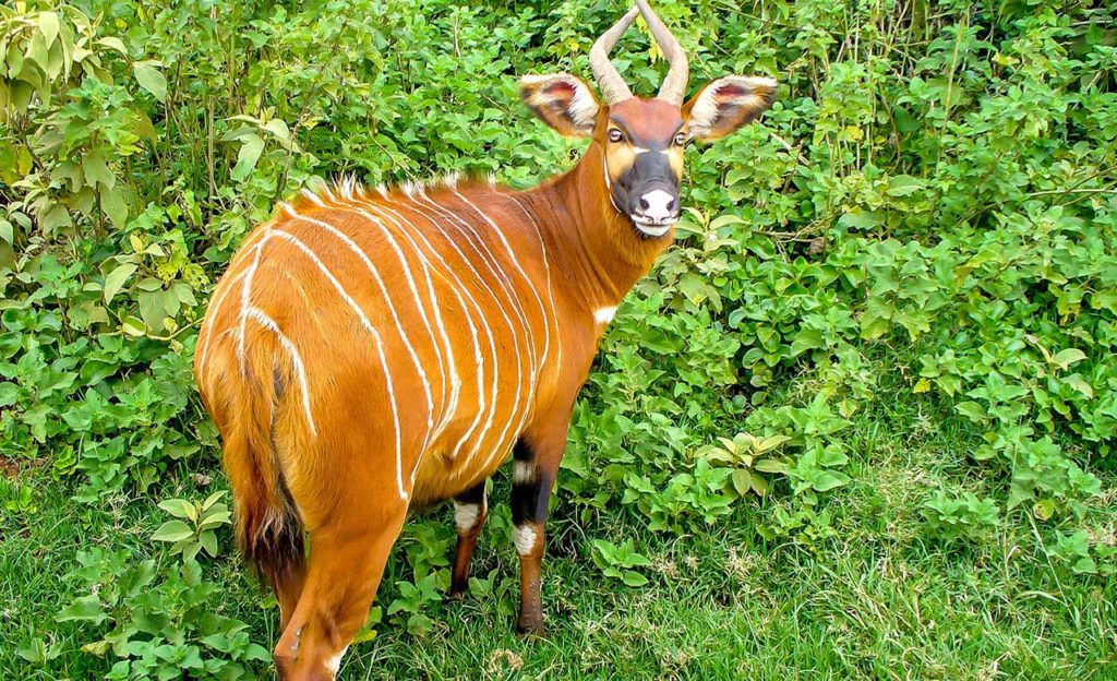 The African Forest Bongo | Discover Afrika